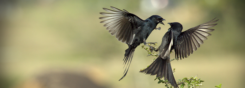 漏洞扫描的轰炸别人手机号码软件